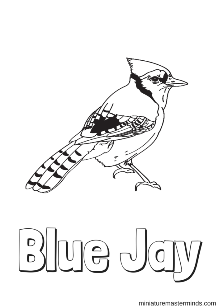 Blue Jay Bird Coloring Page Printable Sketch Coloring Page