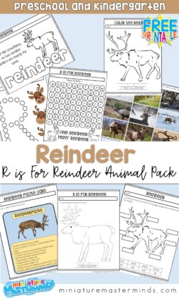 R is For Reindeer Animal Facts Pack